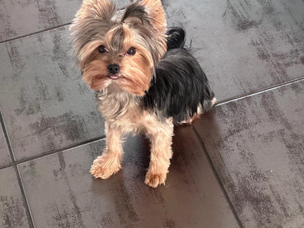 Billede 5 - Yorkshire terrier Tæve