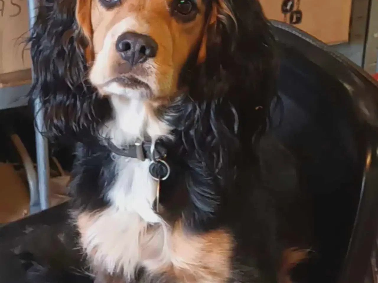 Billede 9 - FT cocker spaniel 