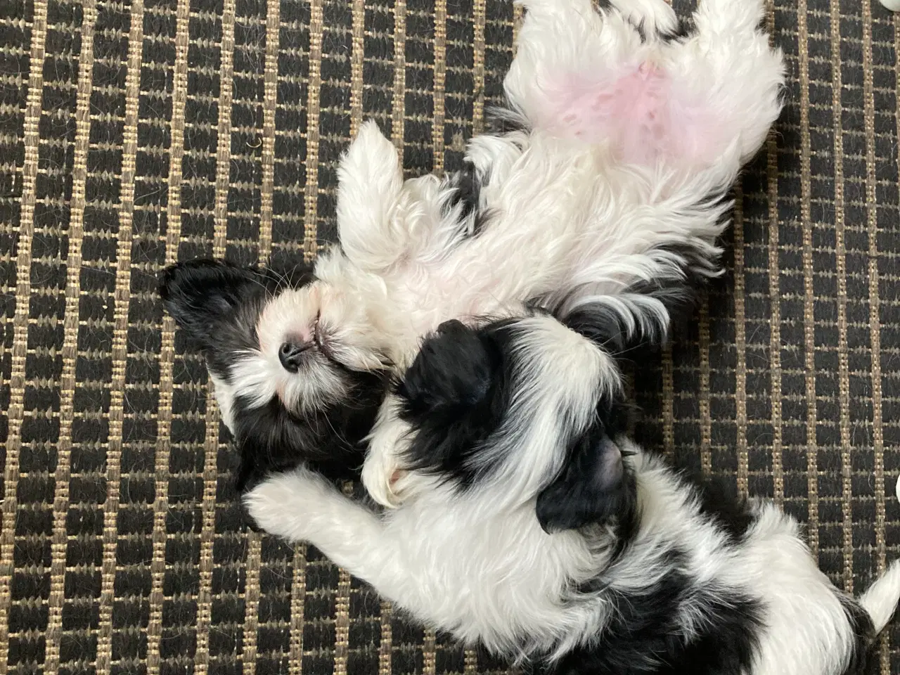 Billede 8 - Cavalier/ Yorkshire terrier 