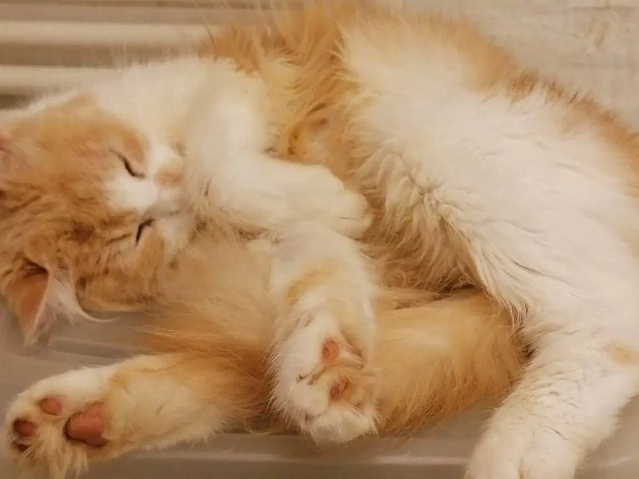 Billede 10 - Maine coon mix