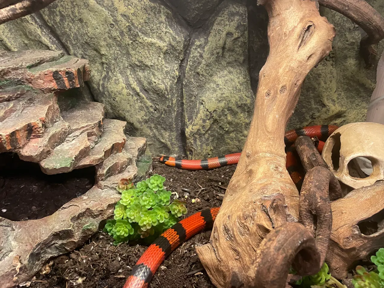 Billede 7 - Honduras mælkesnog + terrariet, lys og lille varme