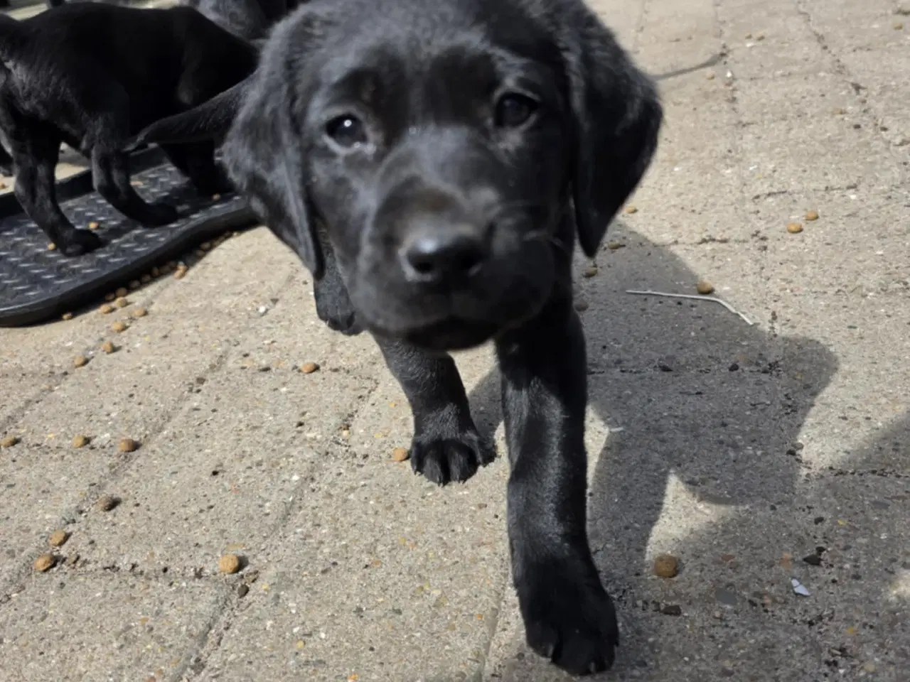 Billede 3 - Labrador Formel 1