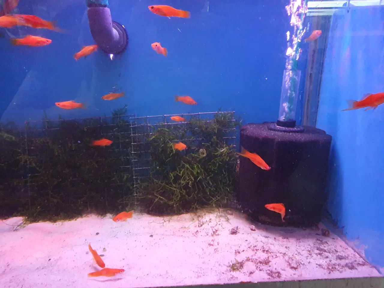 Billede 9 - Røde Sværddragere