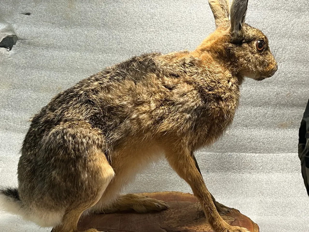 Billede 2 - Udstoppet Hare på træskive