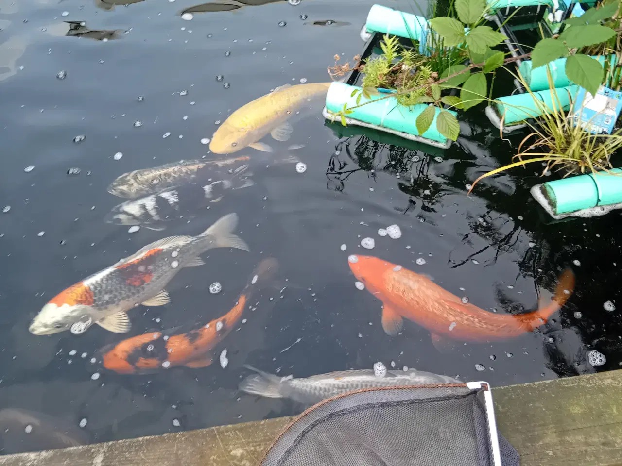 Billede 2 - Havedam nedlægges fisk og udstyr sælges