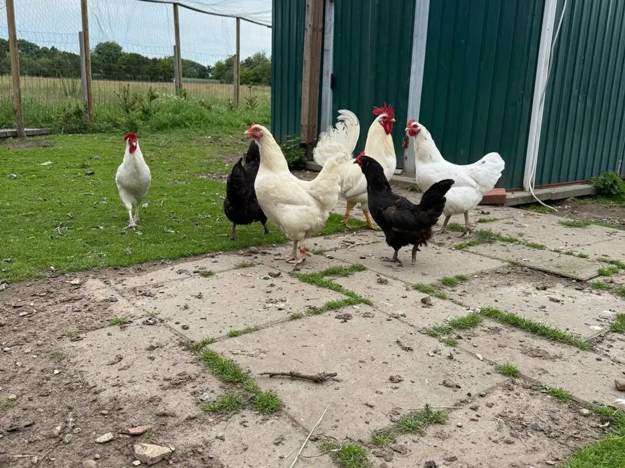 Billede 3 - Morgenmadsæg dagligt fra egen have ud af 6818 