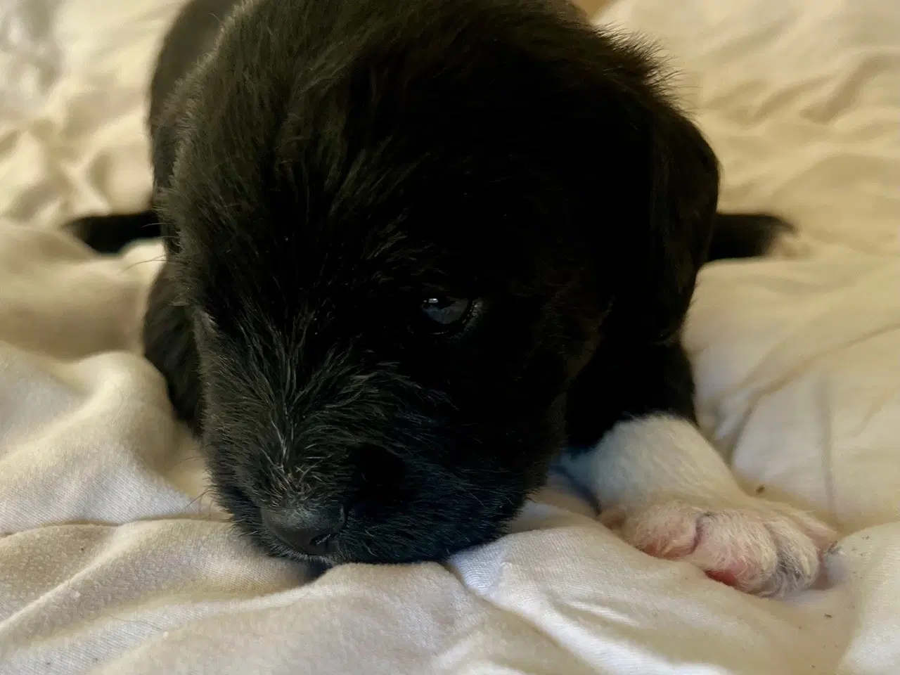 Billede 17 - Super skønne sociale Lagotto blandinger