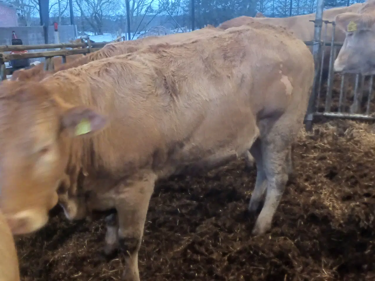 Billede 6 - Blonde kvier 