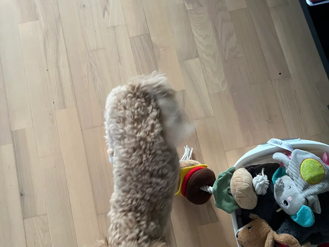 Billede 5 - Maltipoo tæve 6 mdr.