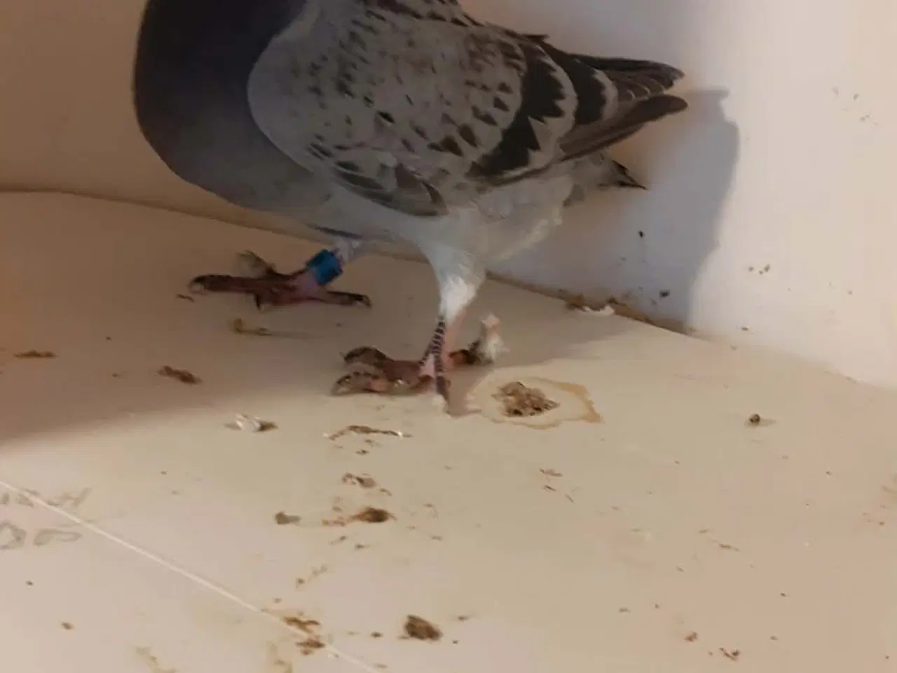 Billede 4 - Brevduer unger med DFK ringe