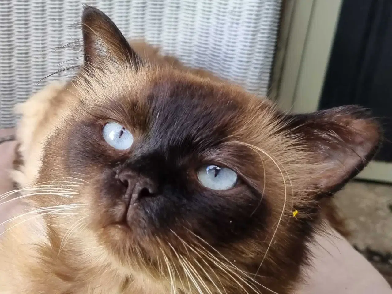 Billede 4 - Ragdoll pige 