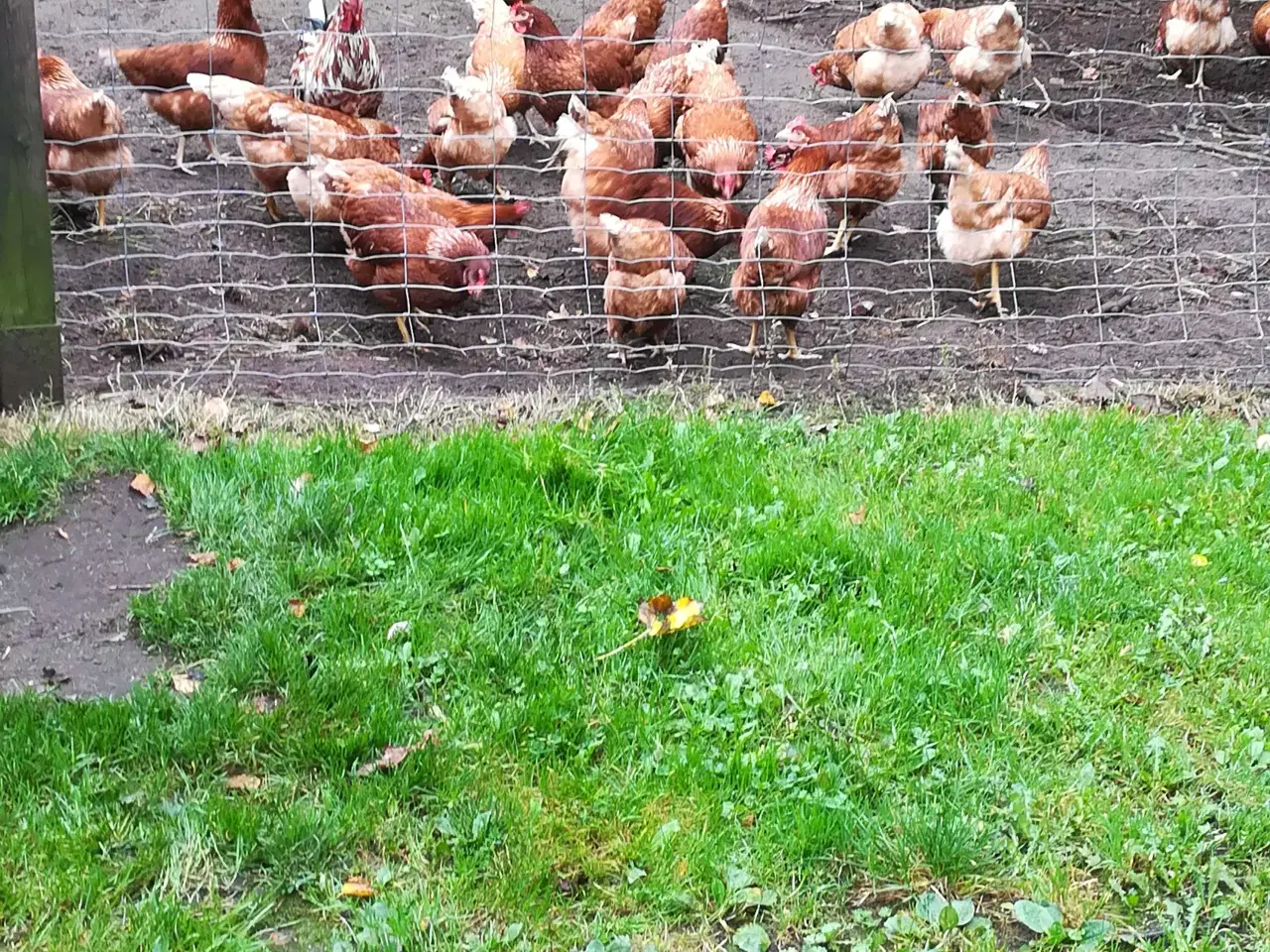 Billede 1 - Gode ægge lægger røde amerikaner