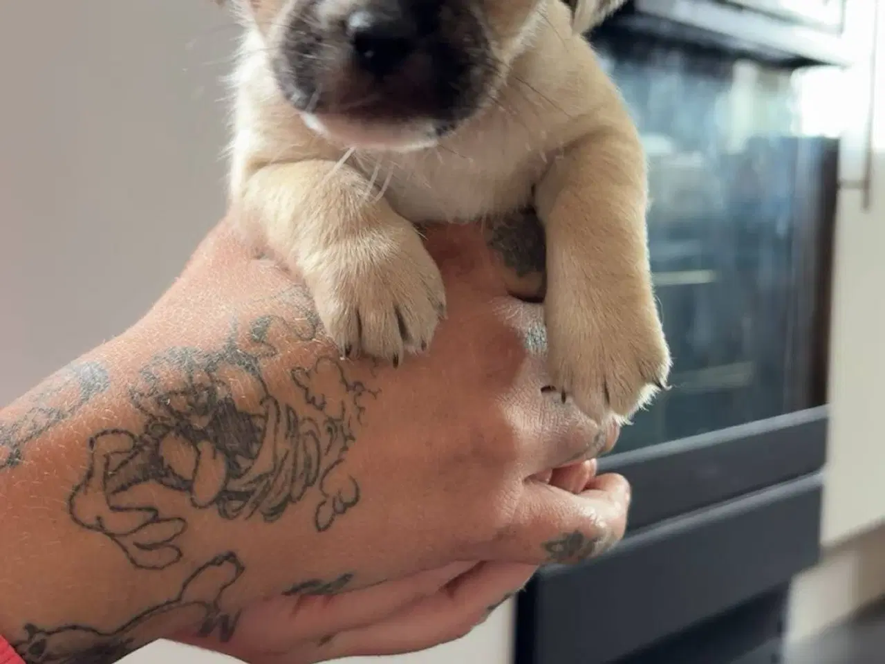 Billede 5 - Jack russel terry og mops hvalpe 