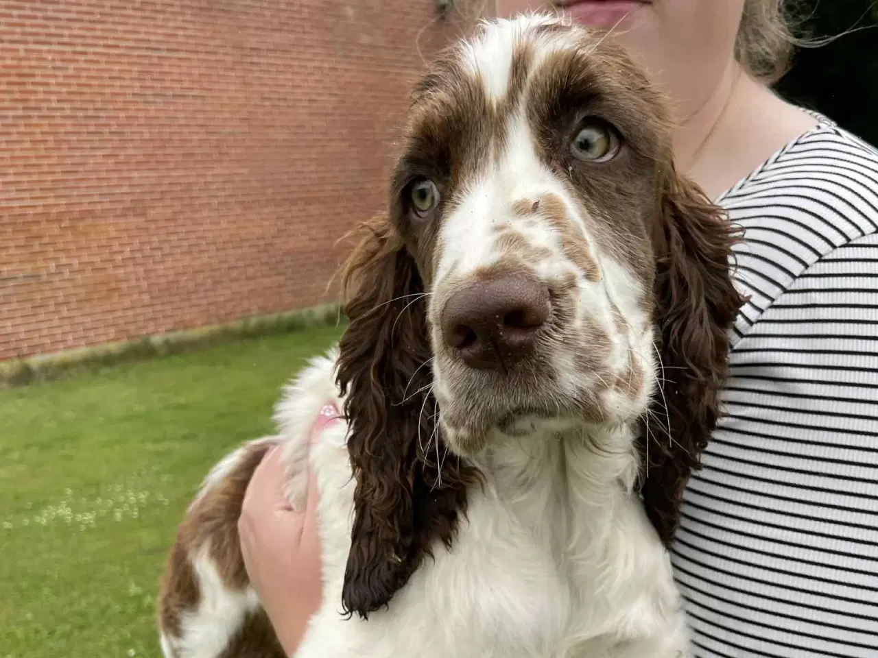 Billede 8 - Engelsk springer spaniel hvalpe