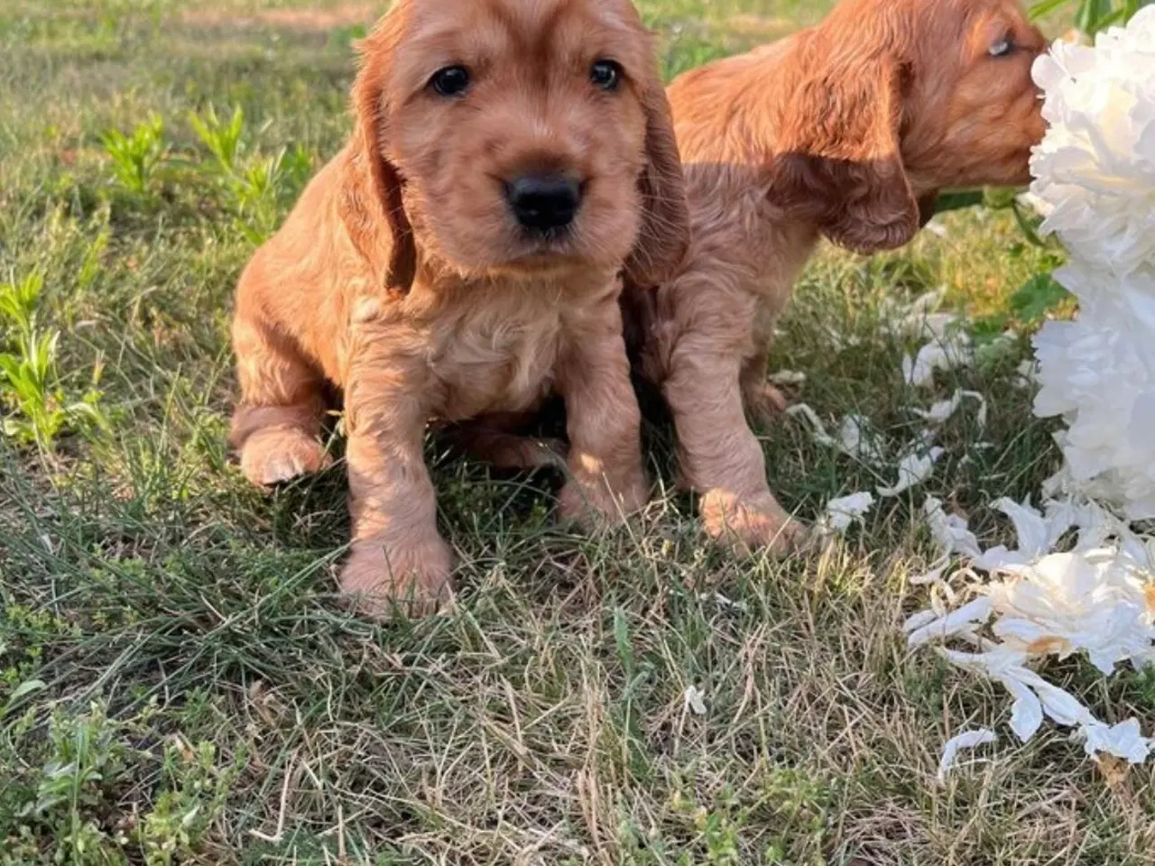 Billede 3 - Engelsk Cocker Spaniel til salg! 