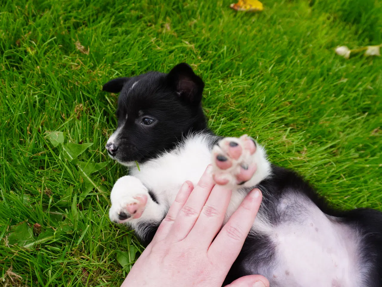 Billede 4 - Border Collie hvalpe