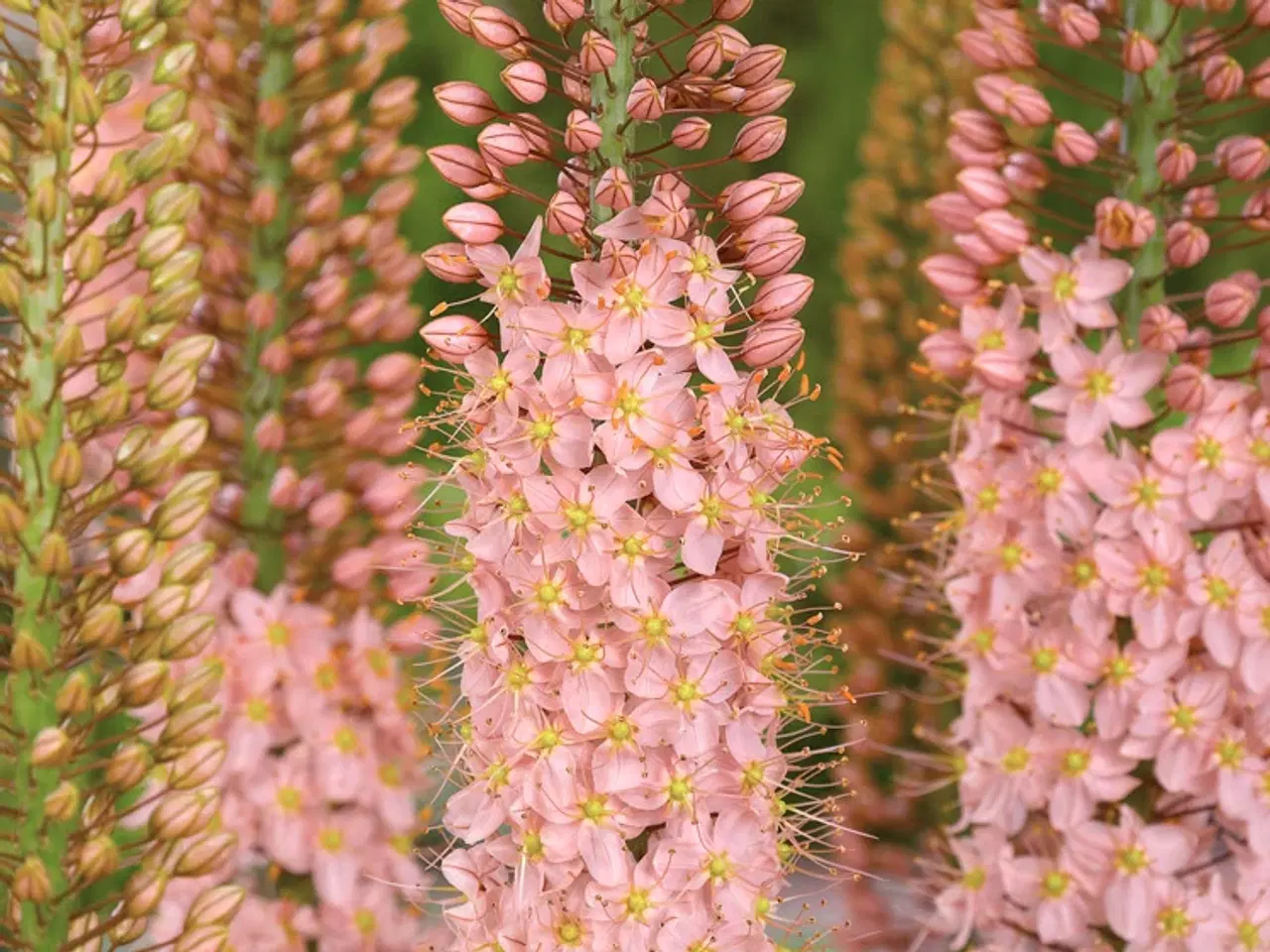 Billede 2 - Eremurus / Kleopatras nål - Flere forskellige