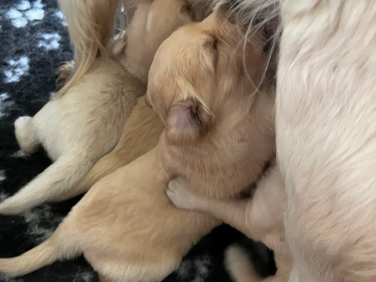 Billede 2 - Golden Retriever