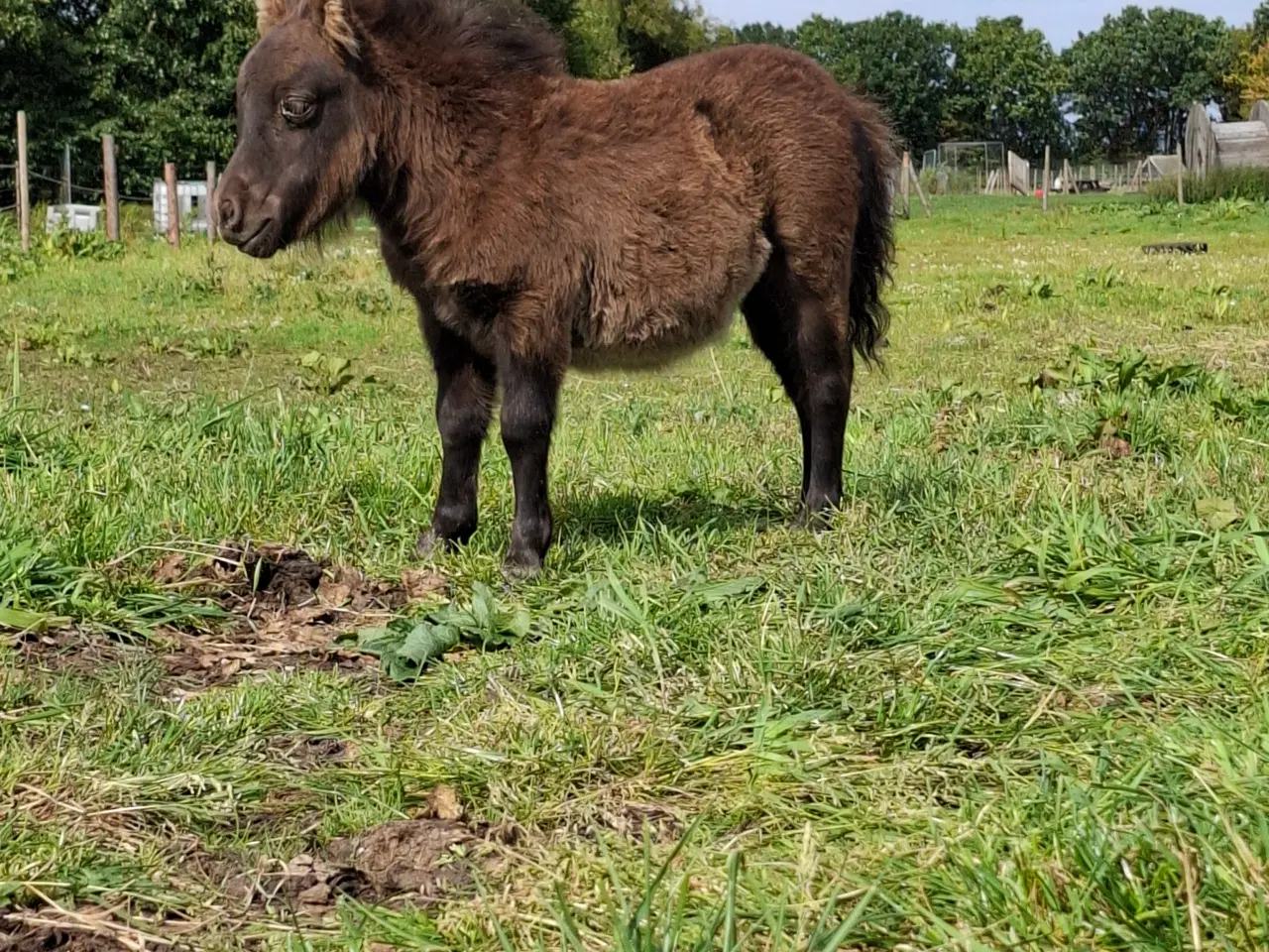 Billede 2 - Sødeste miniature hoppeføl