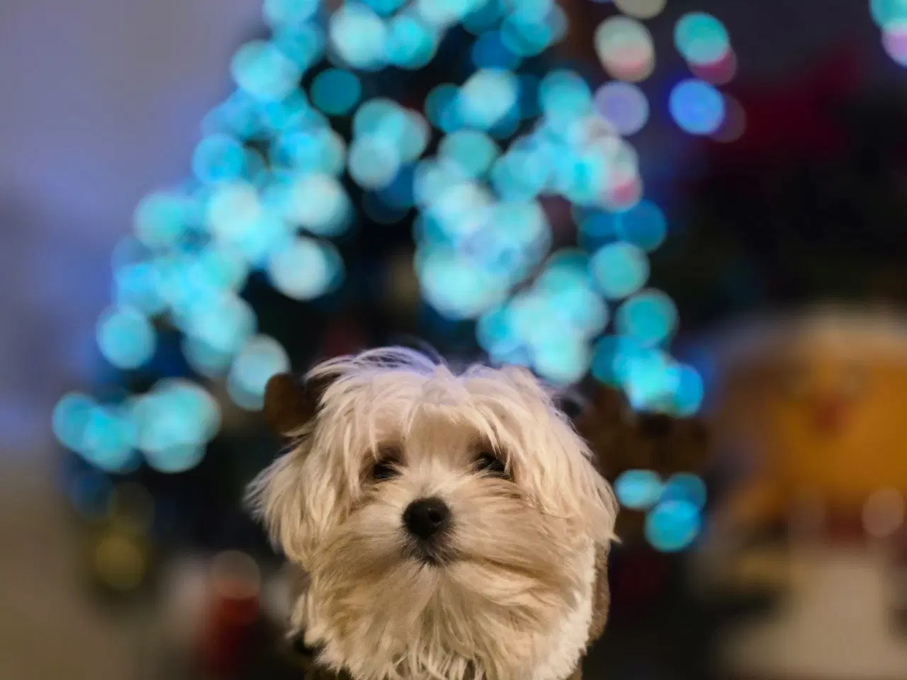 Billede 5 - Malteser hvalpe søger nye hjem ❤️