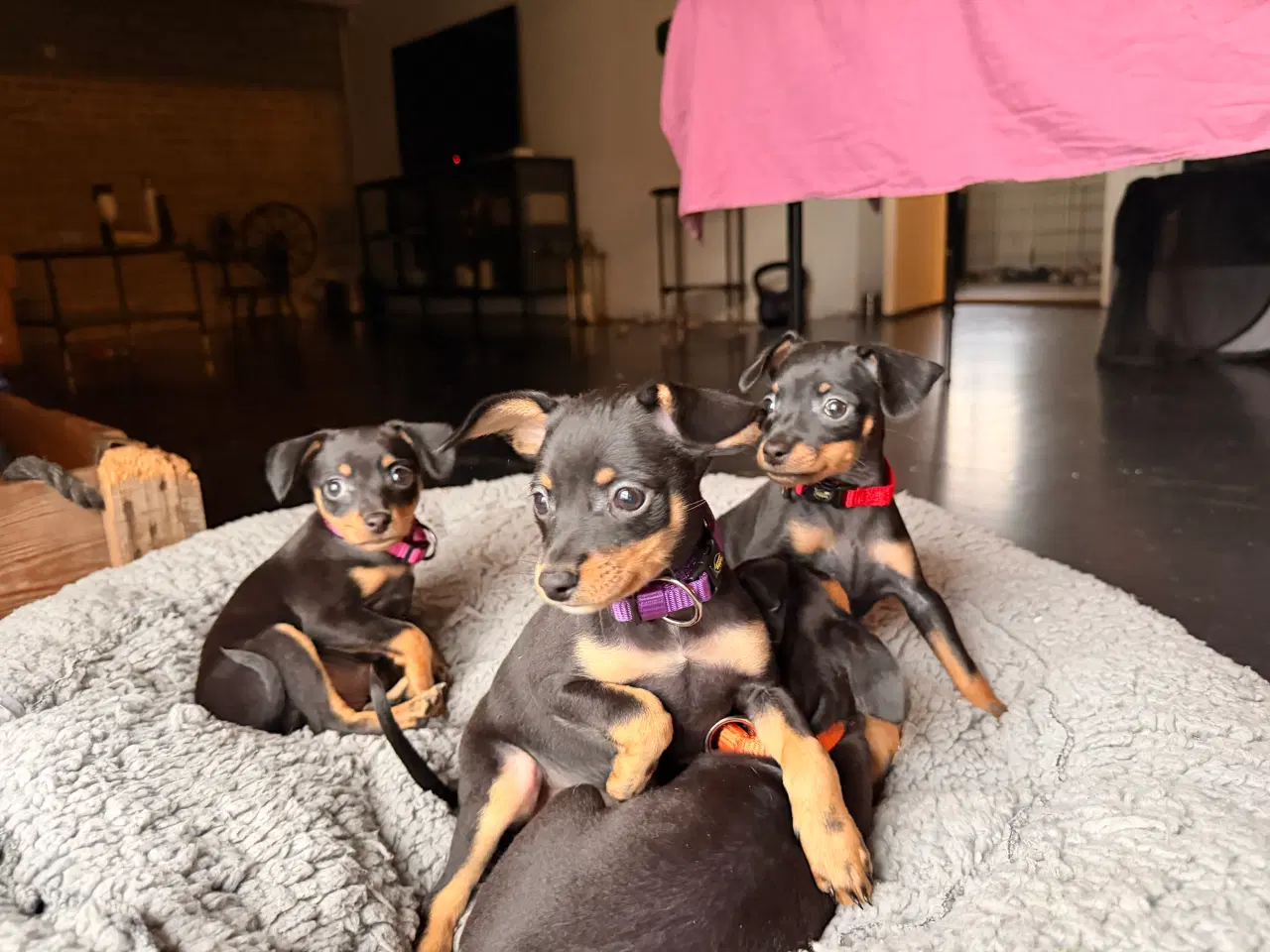 Billede 4 - Lille Hundehvalp 