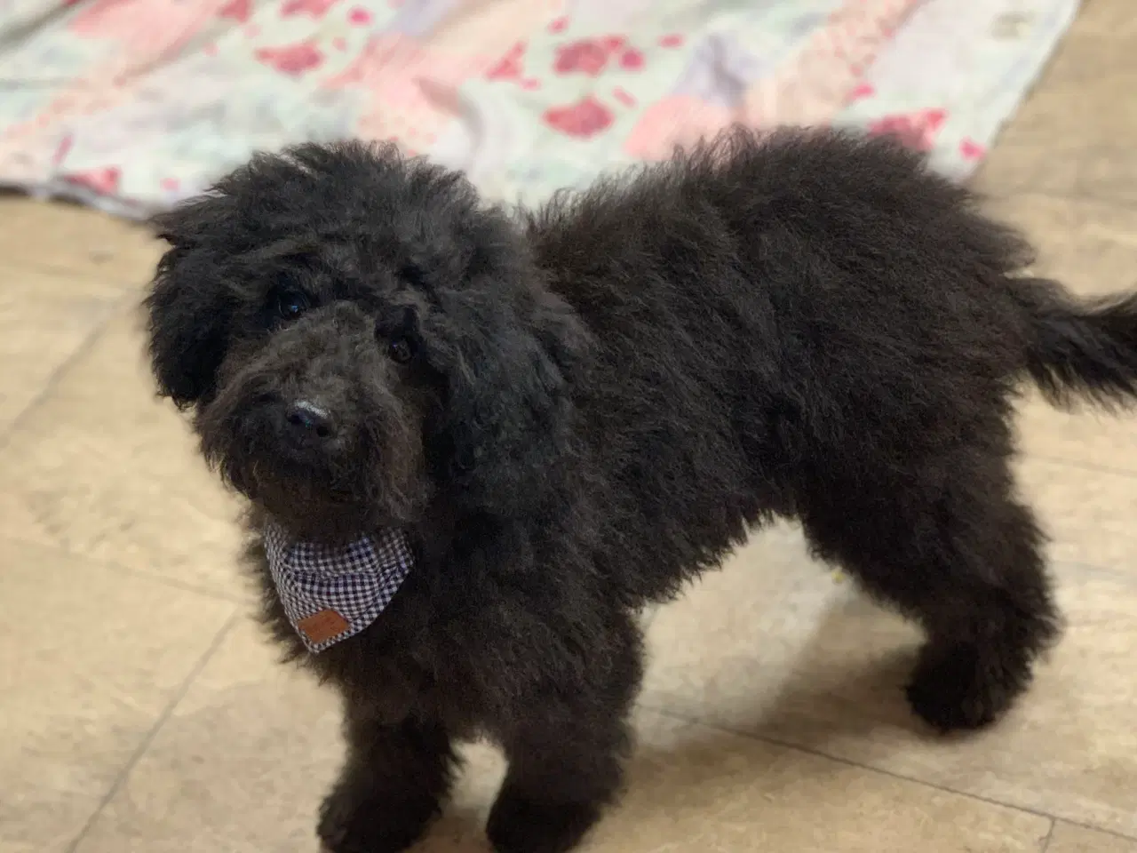 Billede 2 - Den dejligste Maltipoo dreng 