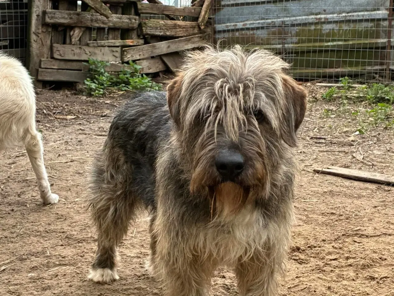 Billede 6 - Milde J. Bieber søger et hjem 