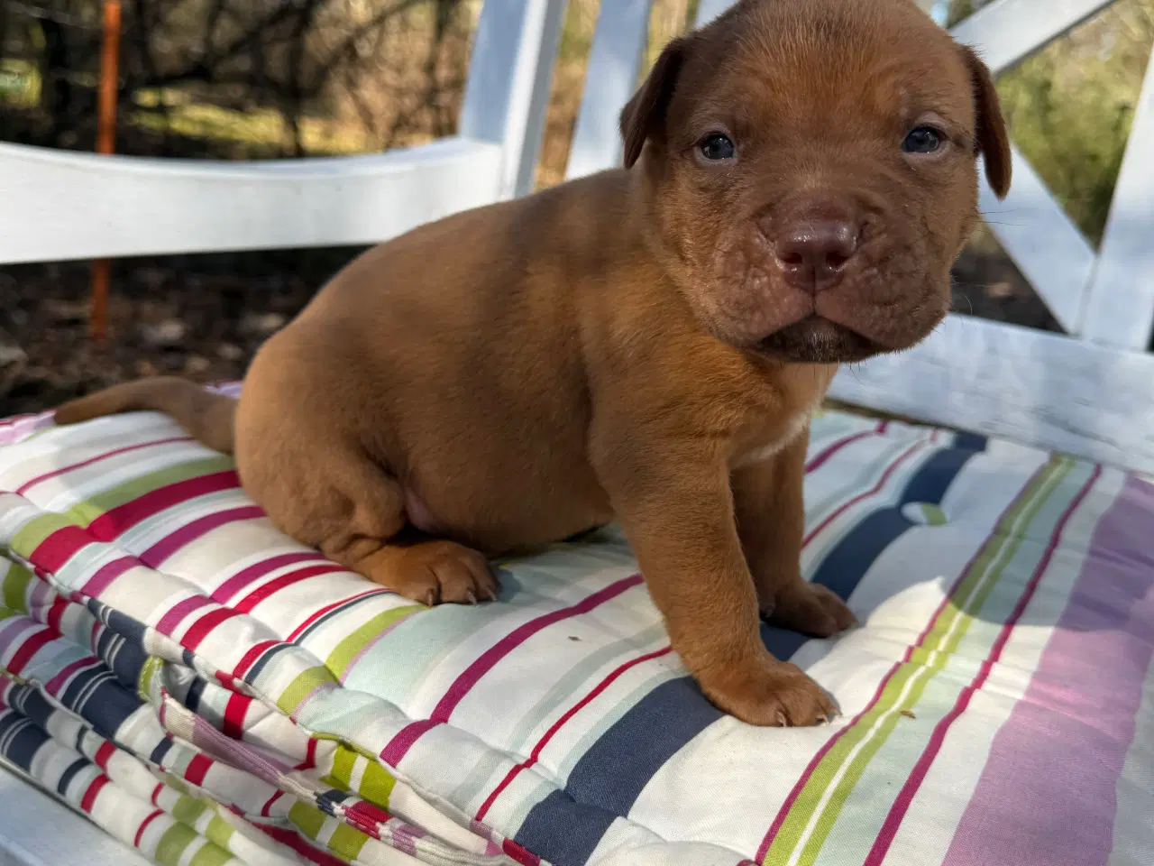 Billede 10 - Smukke fransk mastiff/Dogue de Bordeaux hvalpe 🐾