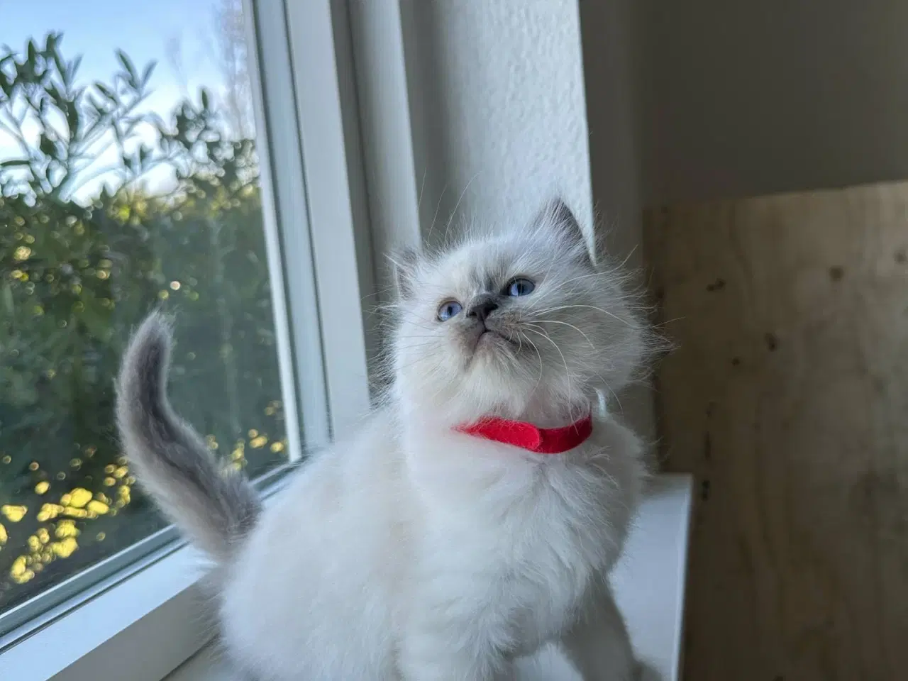 Billede 4 - Ragdoll / Hellig Birma - 1 Killing Sælges