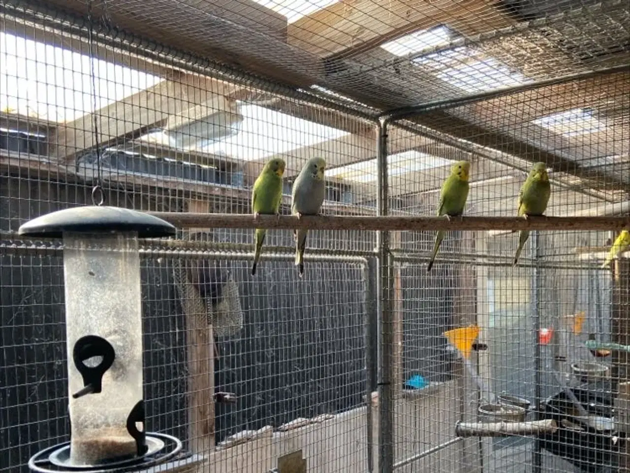 Billede 1 - Undulatunger mange faver