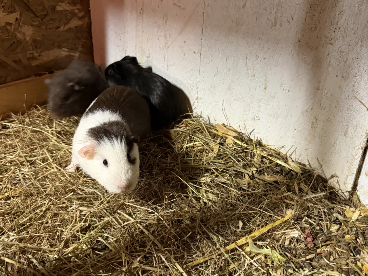 Billede 3 - Marsvin med unger