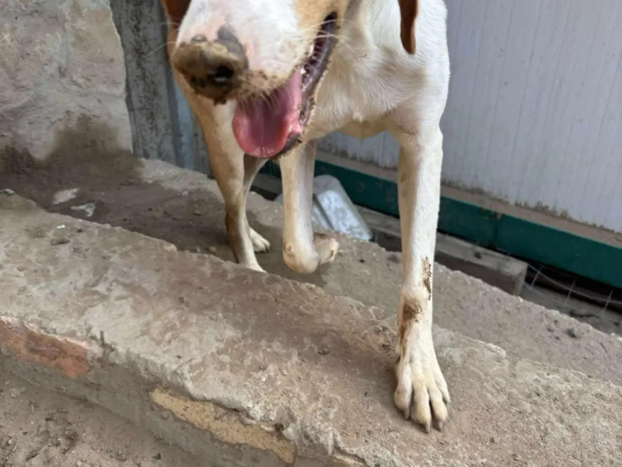 Billede 5 - Skønne Riga søger sit 4ever hjem