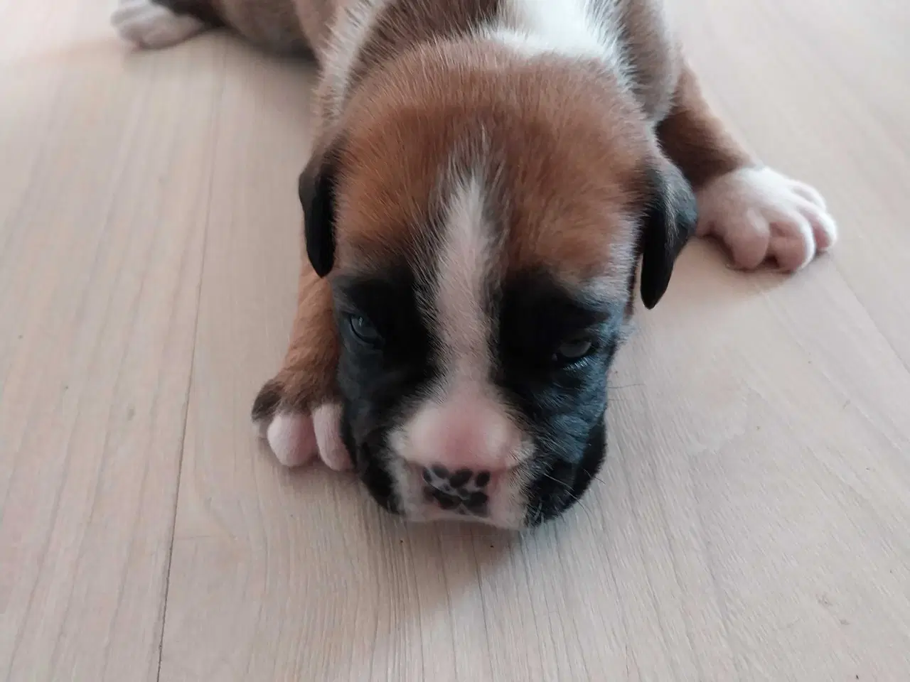 Billede 2 - Boxer