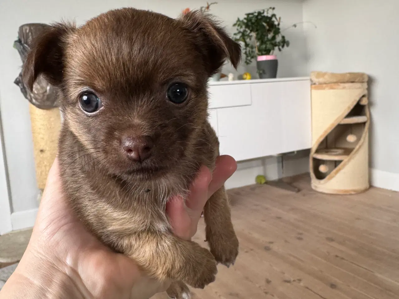 Billede 1 - Chihuahua/papillon hvalpe