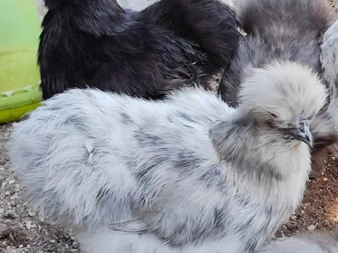 Billede 1 - Kyllinger silkehøns 