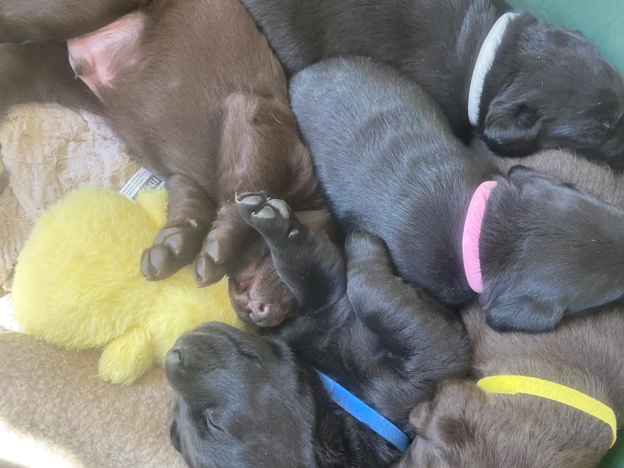 Billede 3 - Labrador hvalpe