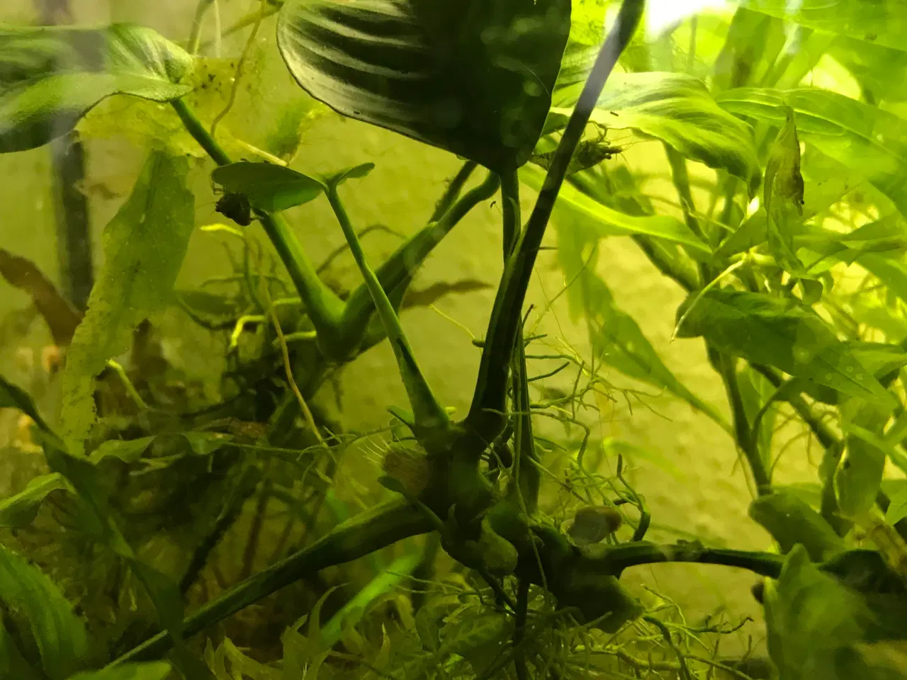 Billede 10 - Akvarie planter 