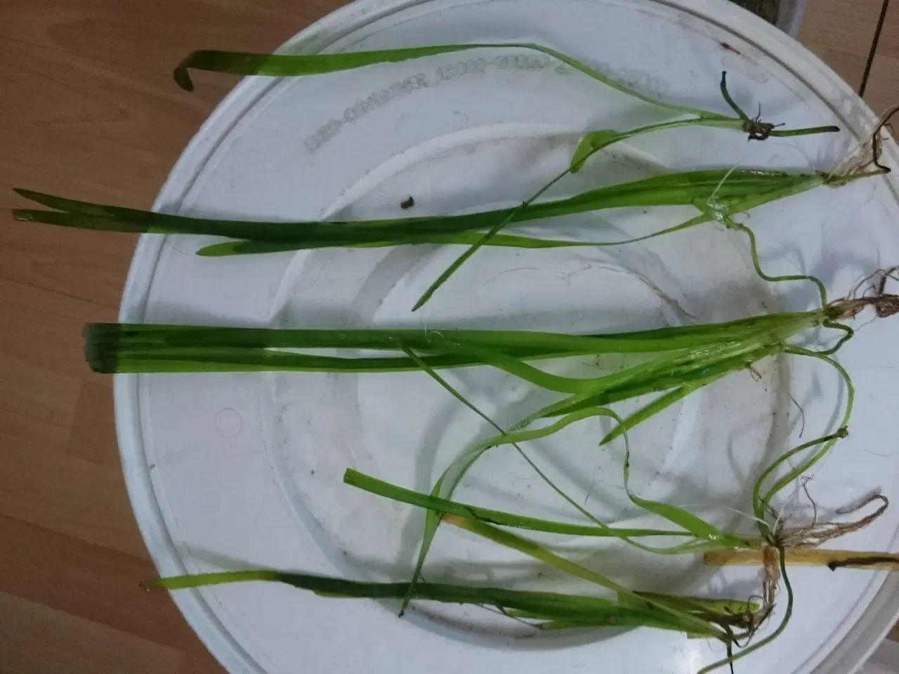 Billede 1 - Vallisneria planter sælges