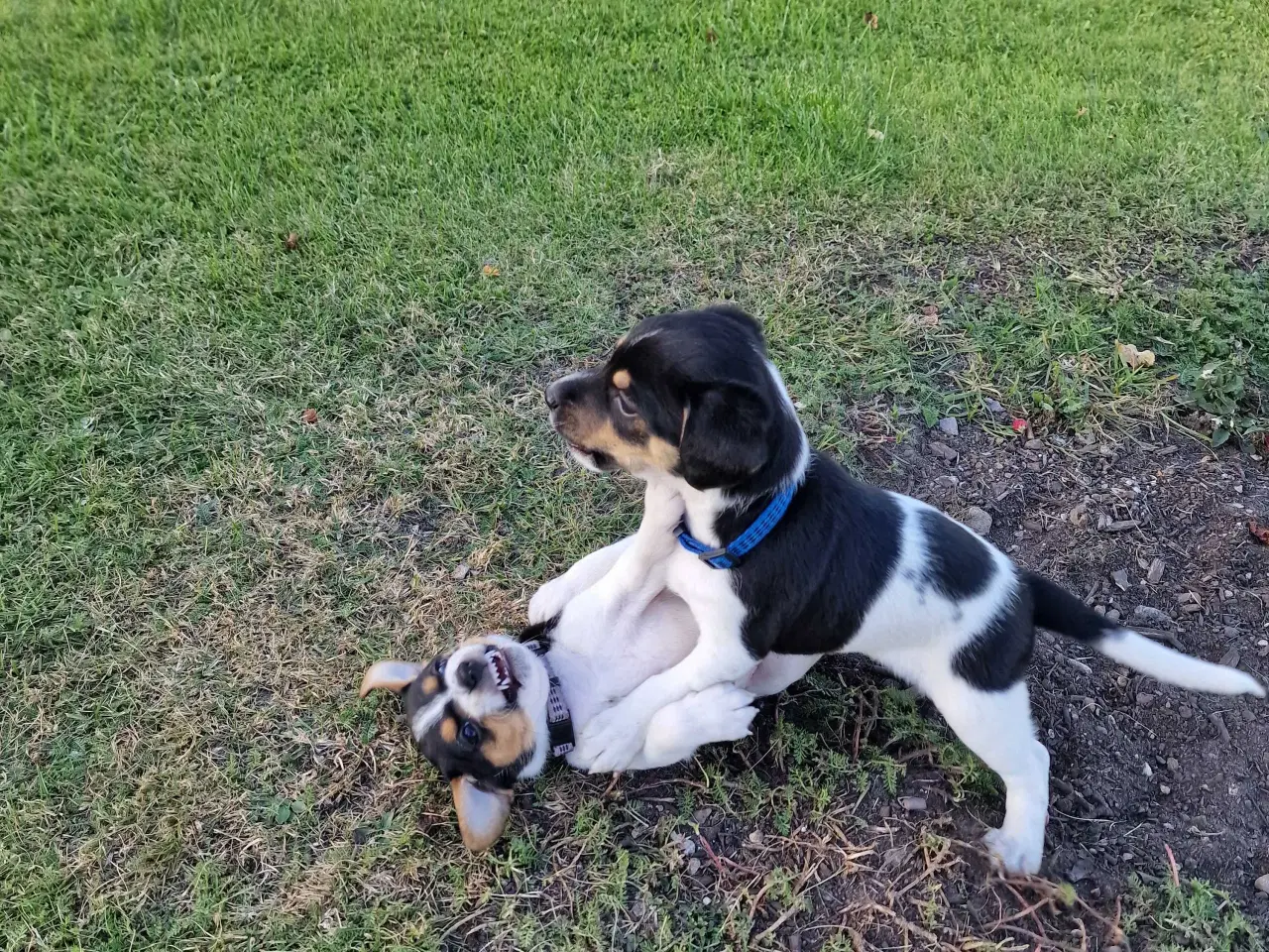Billede 3 - Dansksvensk gårdhund (kun 1 han tilbage)