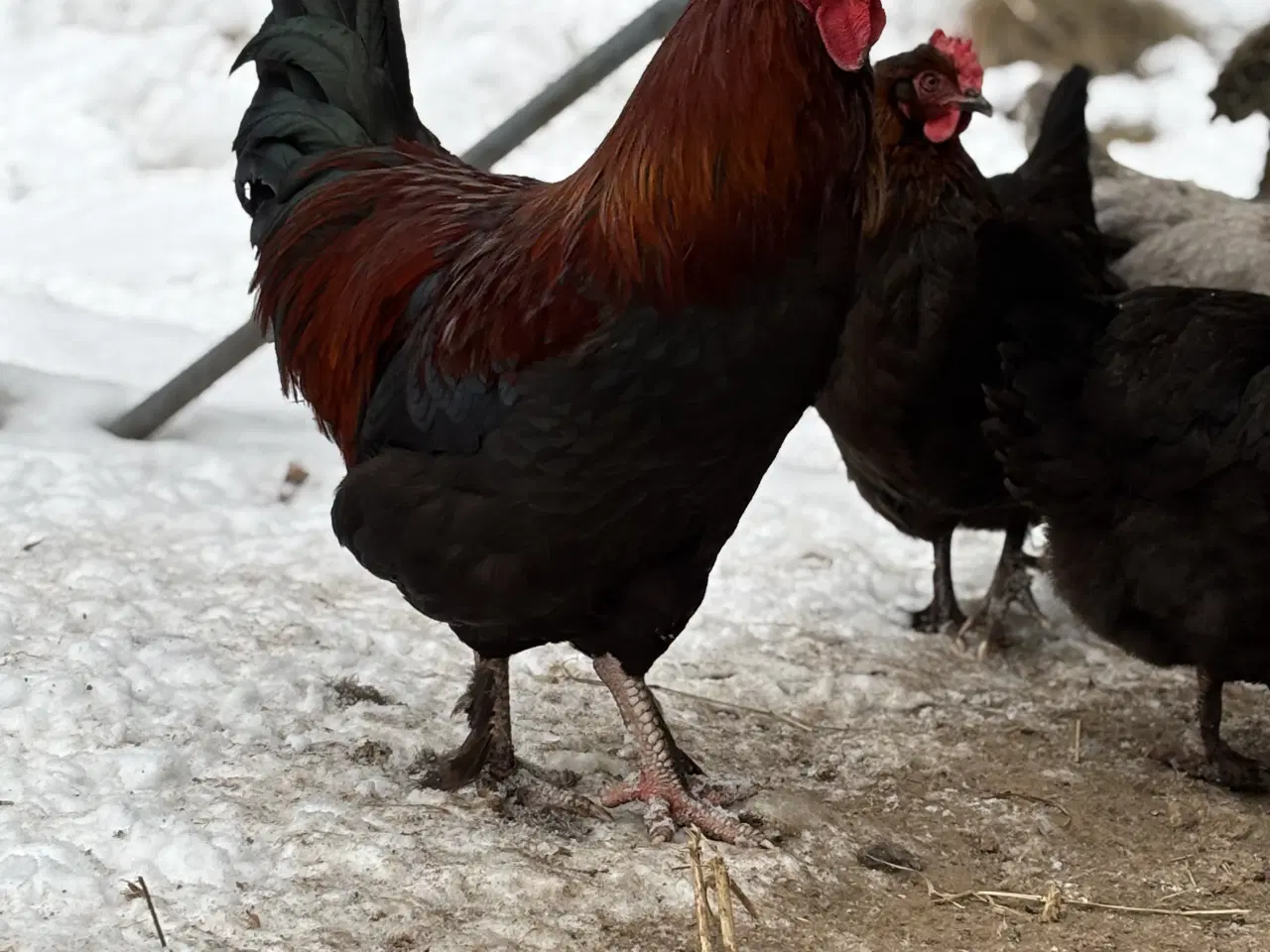 Billede 2 - Daggamle maran kyllinger