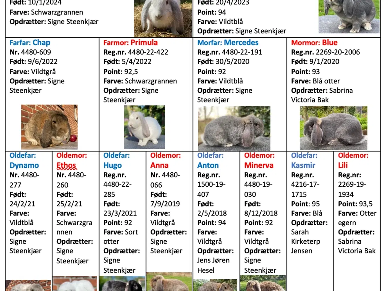 Billede 4 - FRANSK VÆDDER HUN VILDTBLÅ