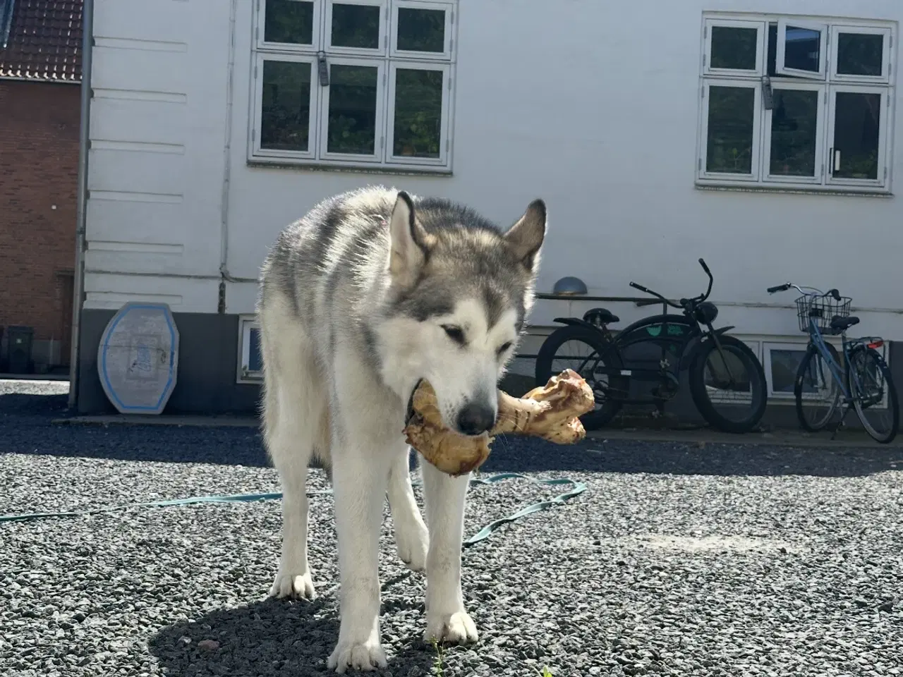 Billede 5 - Han Alaskan Malamute 2 år