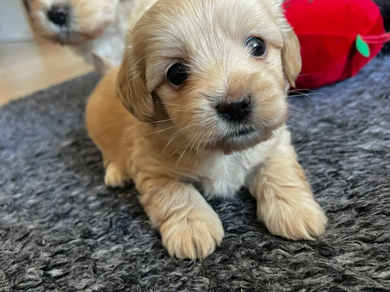 Billede 11 - Coton - Shih tzu hundehvalpe 