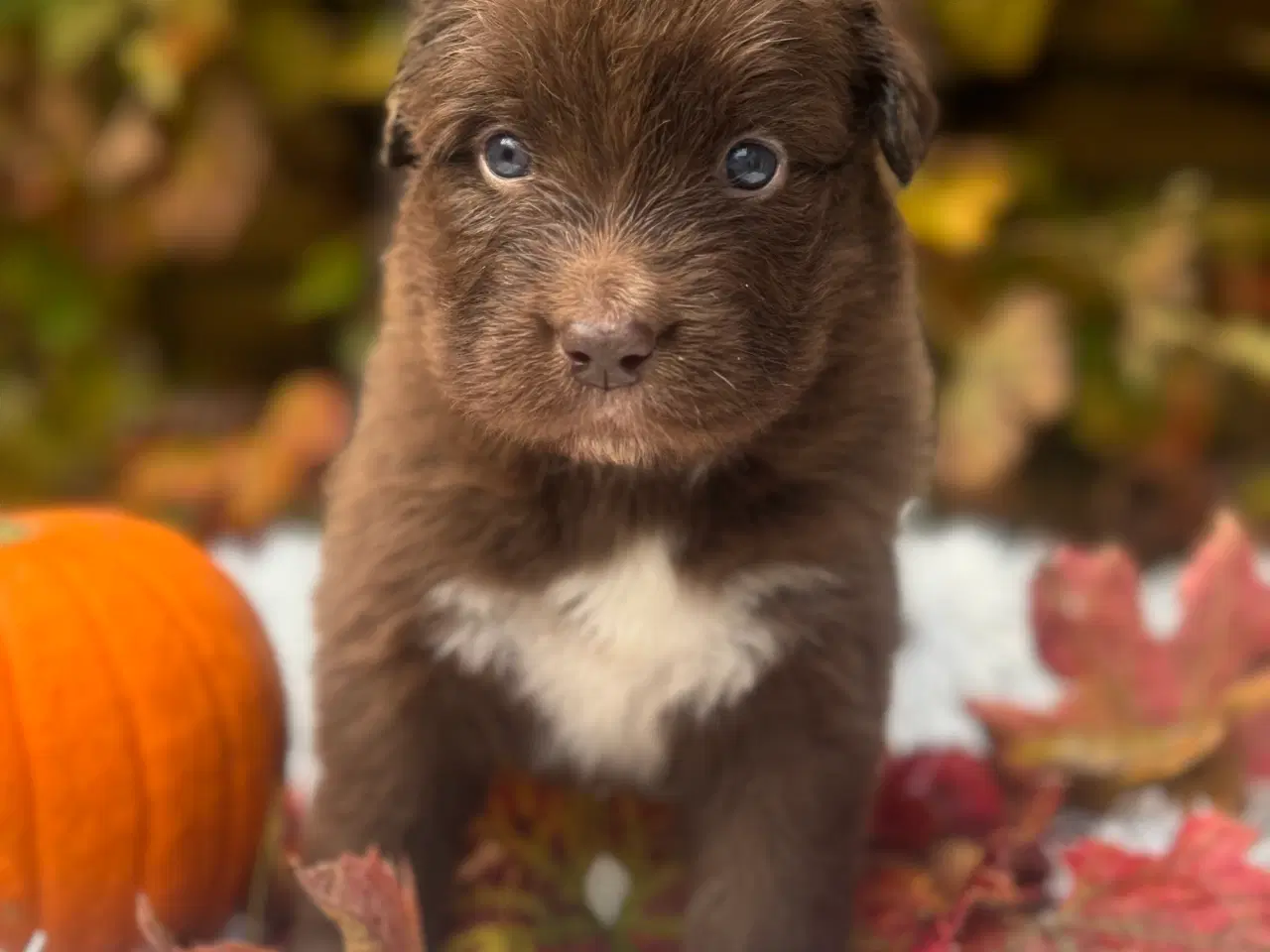 Billede 6 - Australian shepherd/newfoundlænder hvalpe