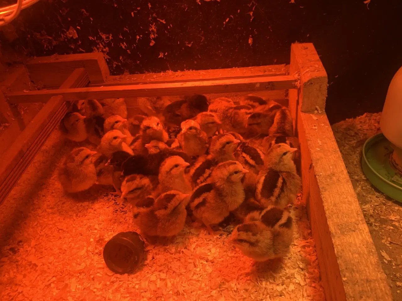 Billede 1 - Daggamle kyllinger til salg