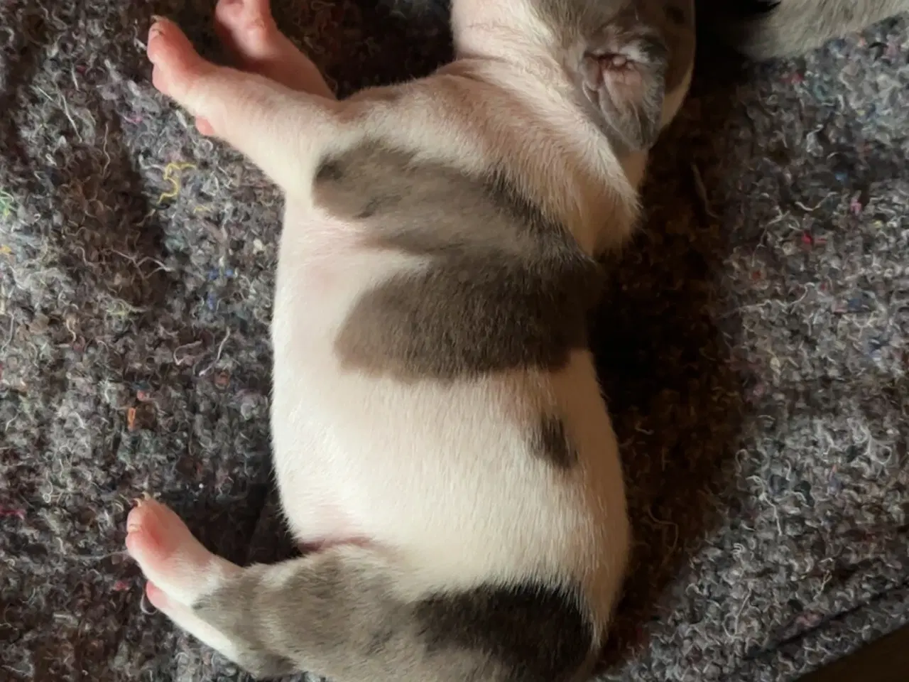 Billede 2 - Hundehvalpe staff og fransk