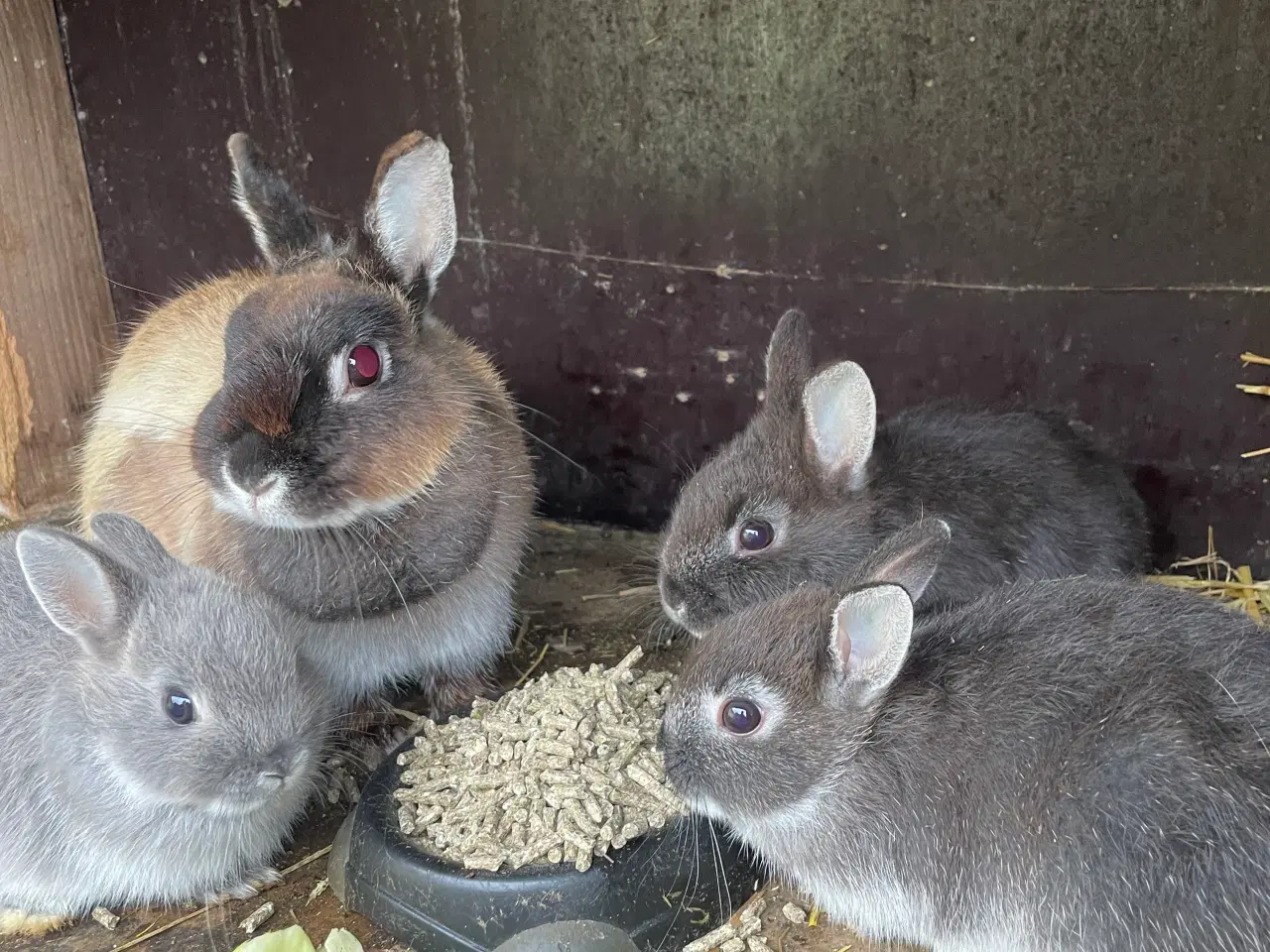 Billede 17 - Hermelin unger blå zobel og Z&W 