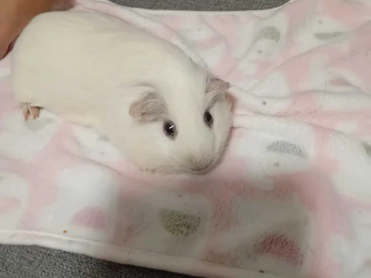 Billede 2 - Han marsvin 