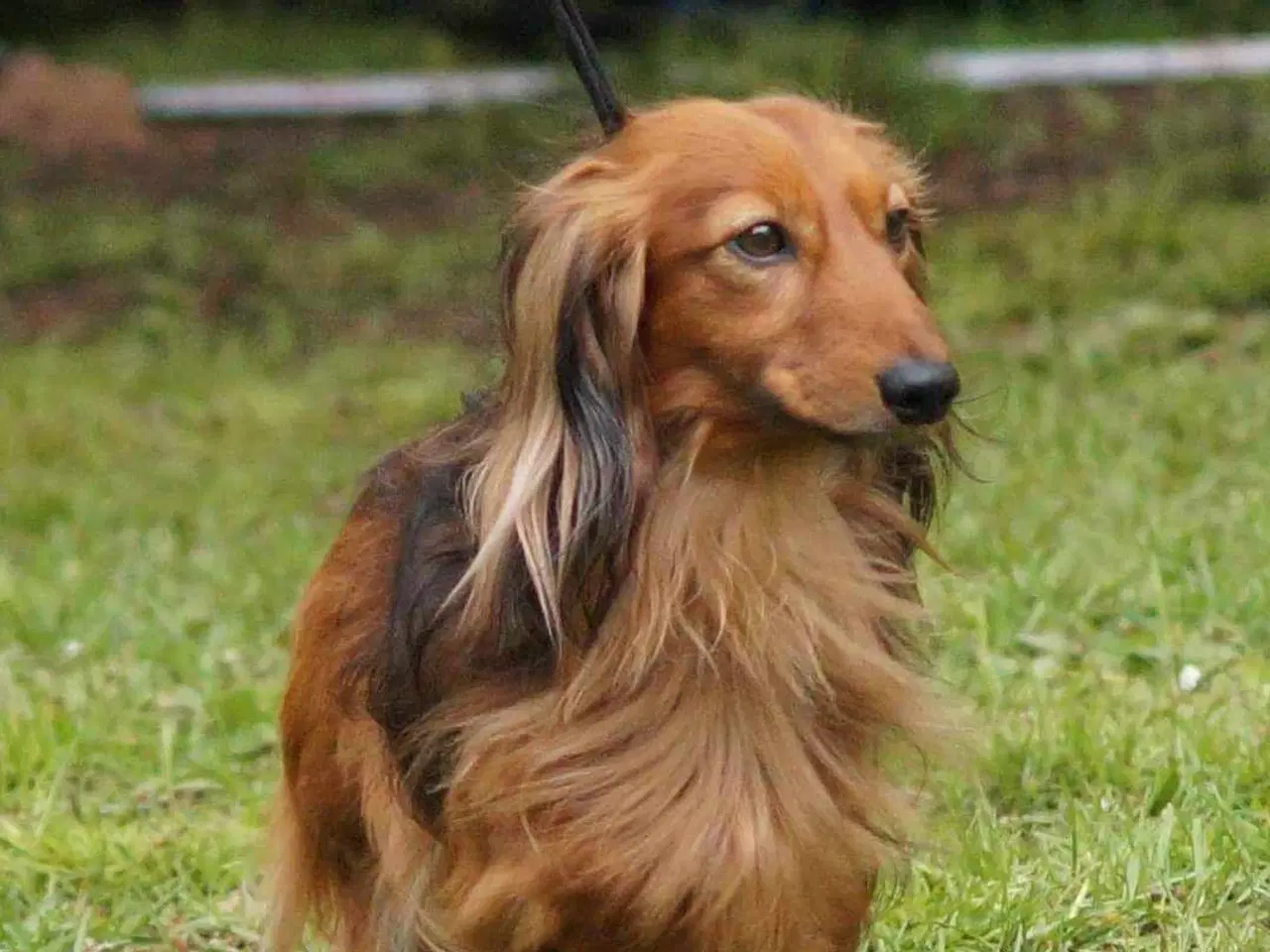 Billede 5 - Skønne miniature gravhunde hvalpe