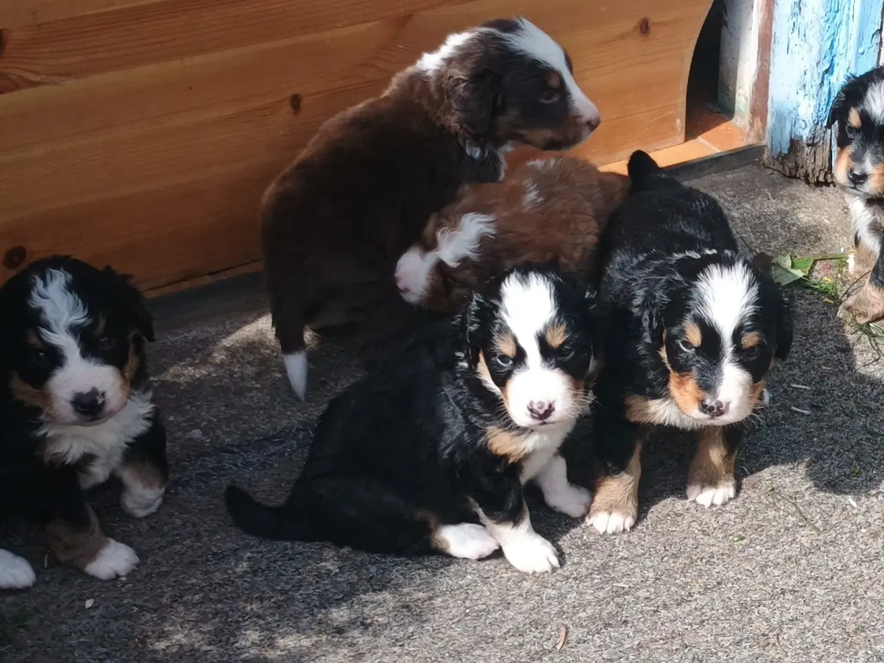 Billede 14 - "Mini Berner Sennen"